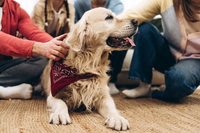 Family petting golden retriever dog wearing bandana at home